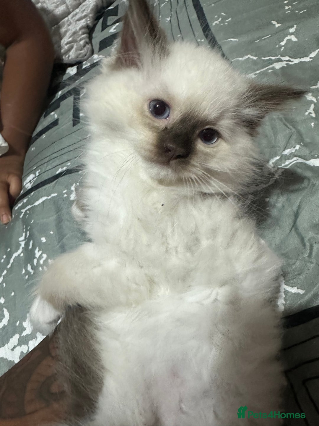 Ragdoll cats for sale: 1 beautiful blue eyed fluffy ragdoll left  - Image 1