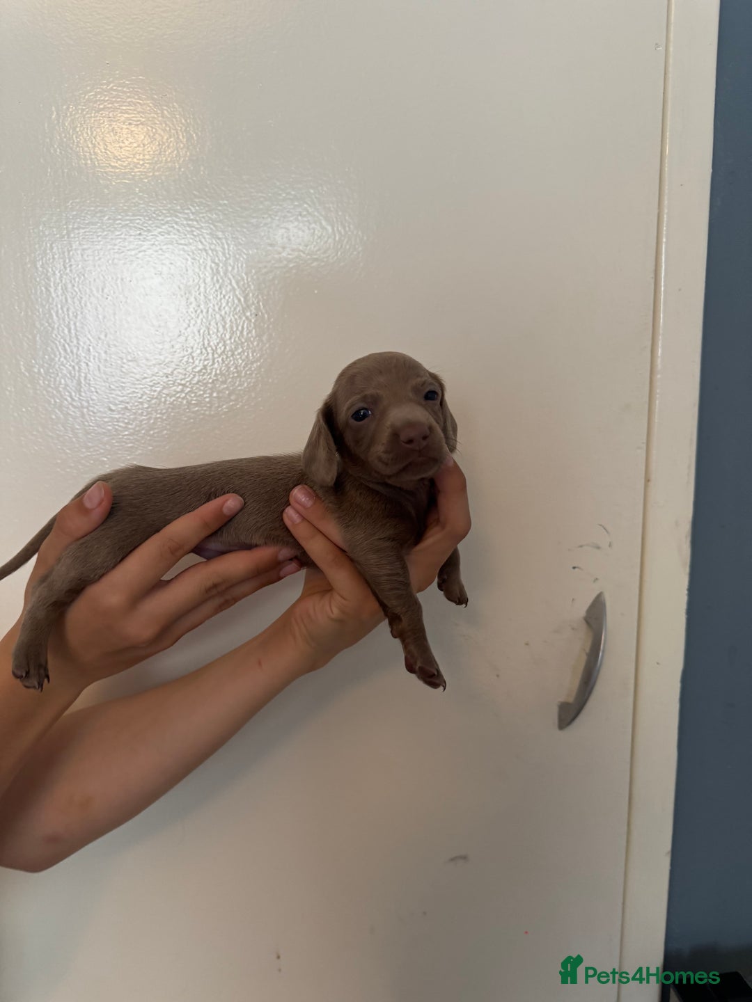 Miniature Dachshund dogs for sale: Miniature dachshund - Image 13