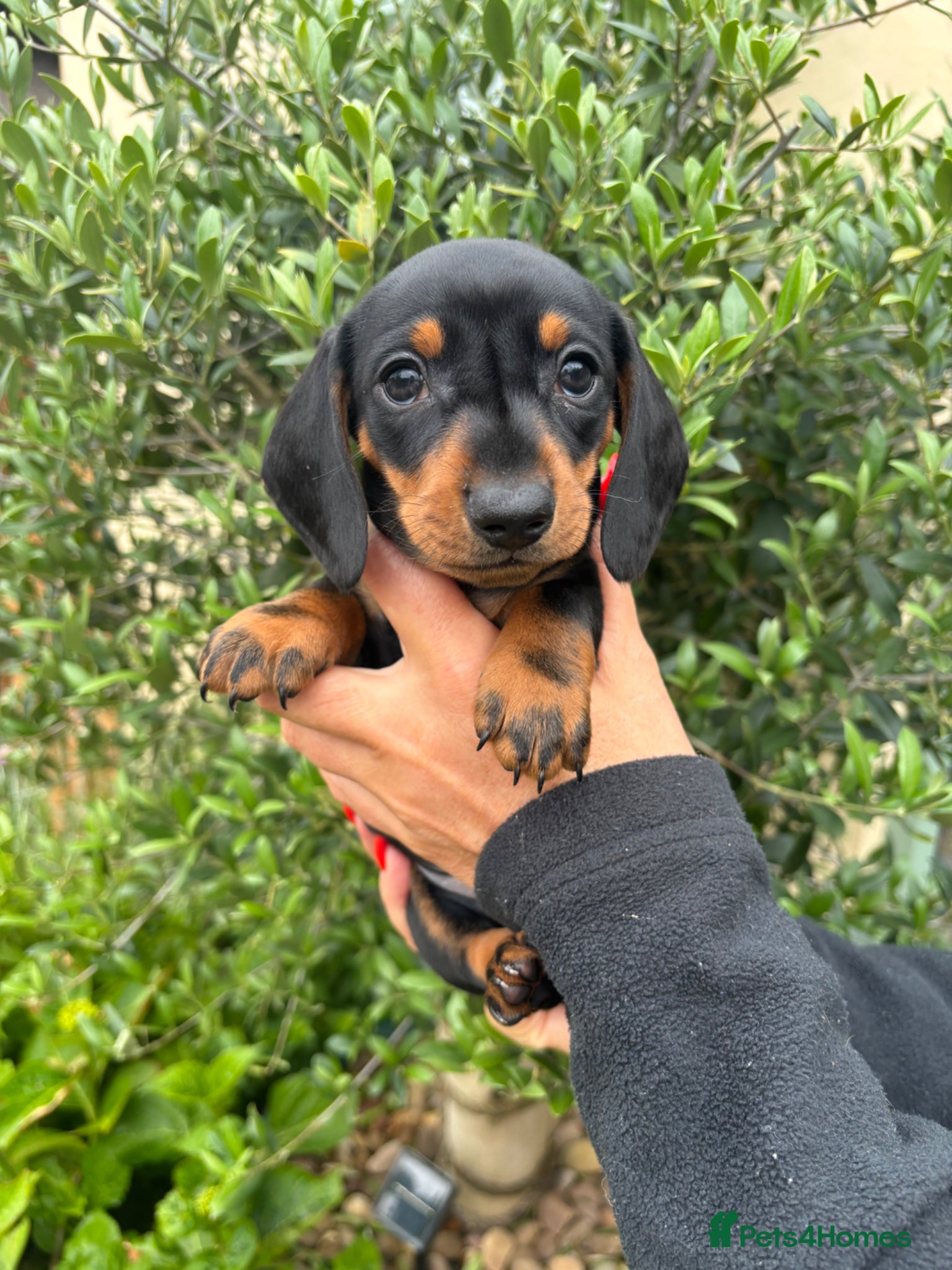Miniature Dachshund dogs Stunning KC Miniature Dachshund Litter of 7 - Advert 2