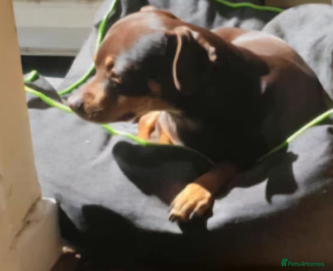 Mixed Breed dogs for sale: Pinched mix - Image 4