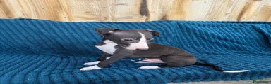 Puppy 1 black boy 