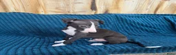Whippet dogs for sale: 🐾 Beautiful Whippet Puppies Ready Now 🐾 - Advert 39
