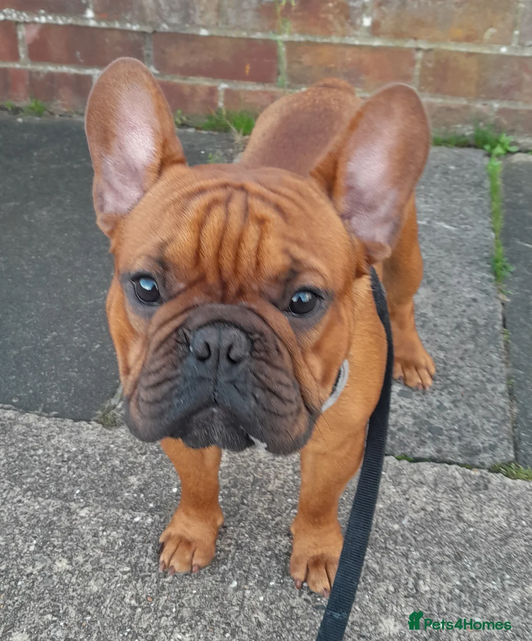 French Bulldog dogs for stud: Gorgeous Deep Red Fawn Boy in Middlesbrough - Advert 5
