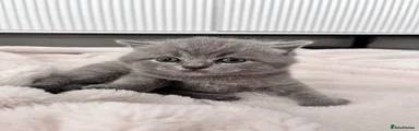 British Shorthair Kitten 2