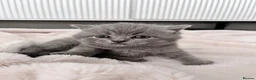 British Shorthair cats for sale: TICA registered pedigree British Shorthair kittens - Advert 12