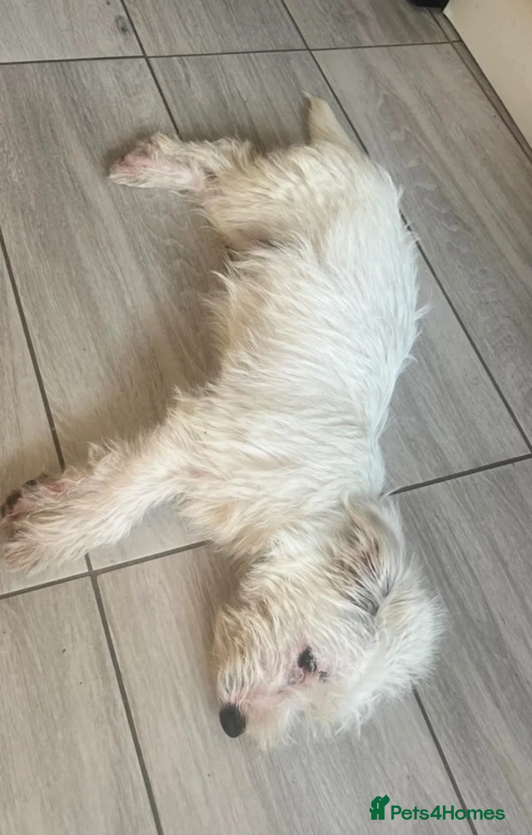 Mixed Breed dogs for sale: West highland terrier x boy  - Advert 2