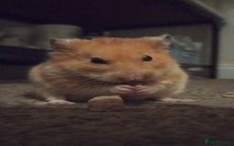 Hamster rodents for sale: 🐹 Male Syrian Hamster available for adoption 🐹 - Image 1