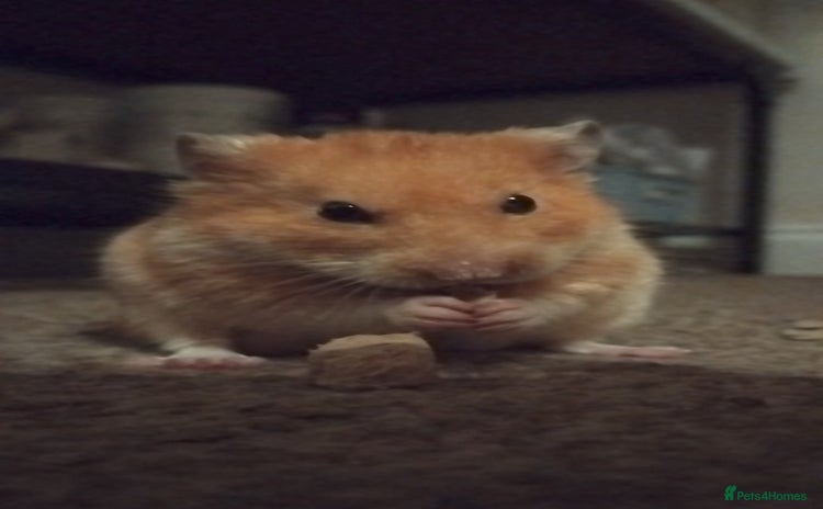 Hamster rodents - Advert 1