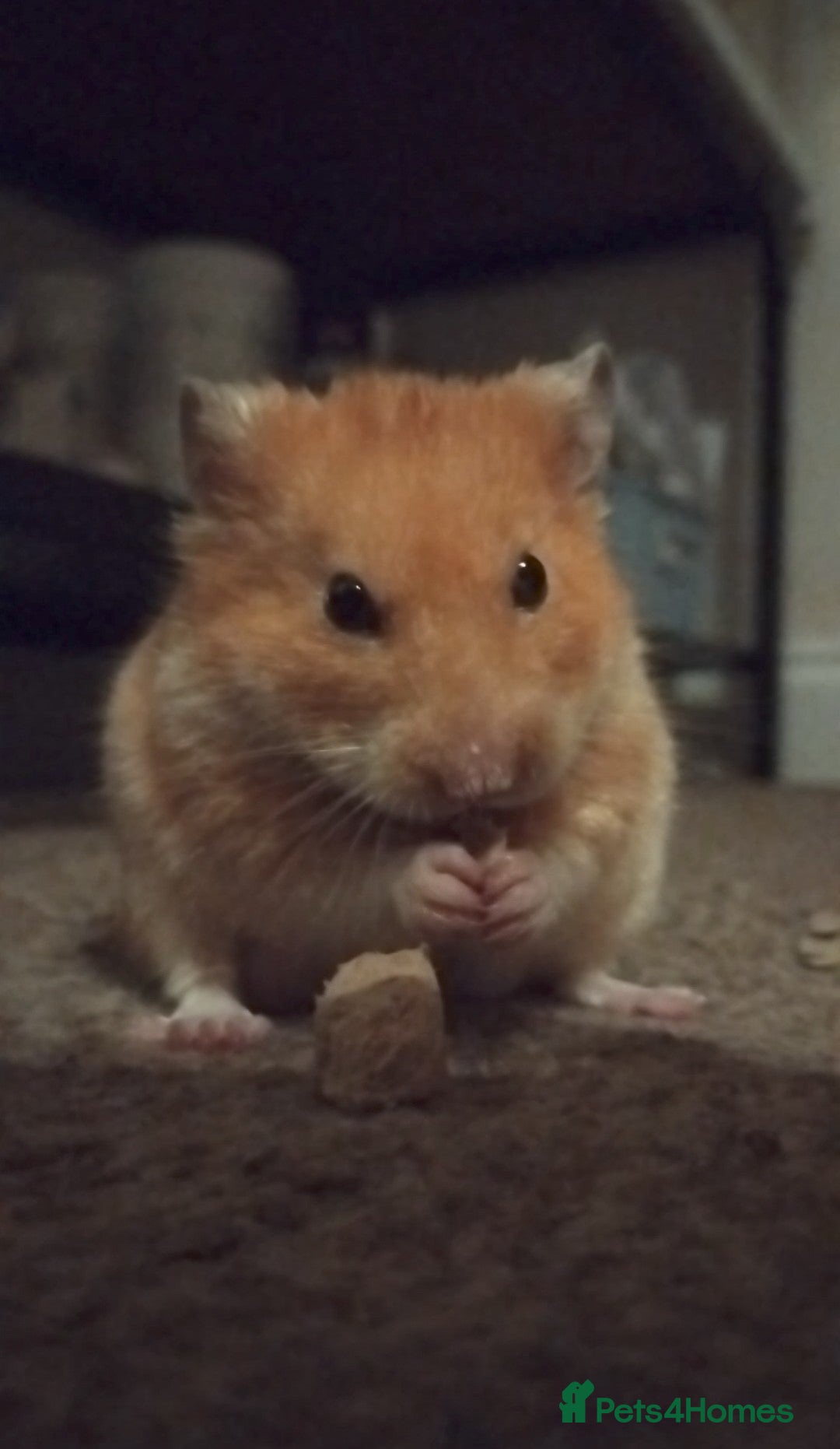 Hamster rodents for sale: 🐹 Male Syrian Hamster available for adoption 🐹 - Image 1