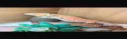 Bearded Dragon reptiles for sale: Bearded dragon and full vivarium set up in Cardiff - Advert 2