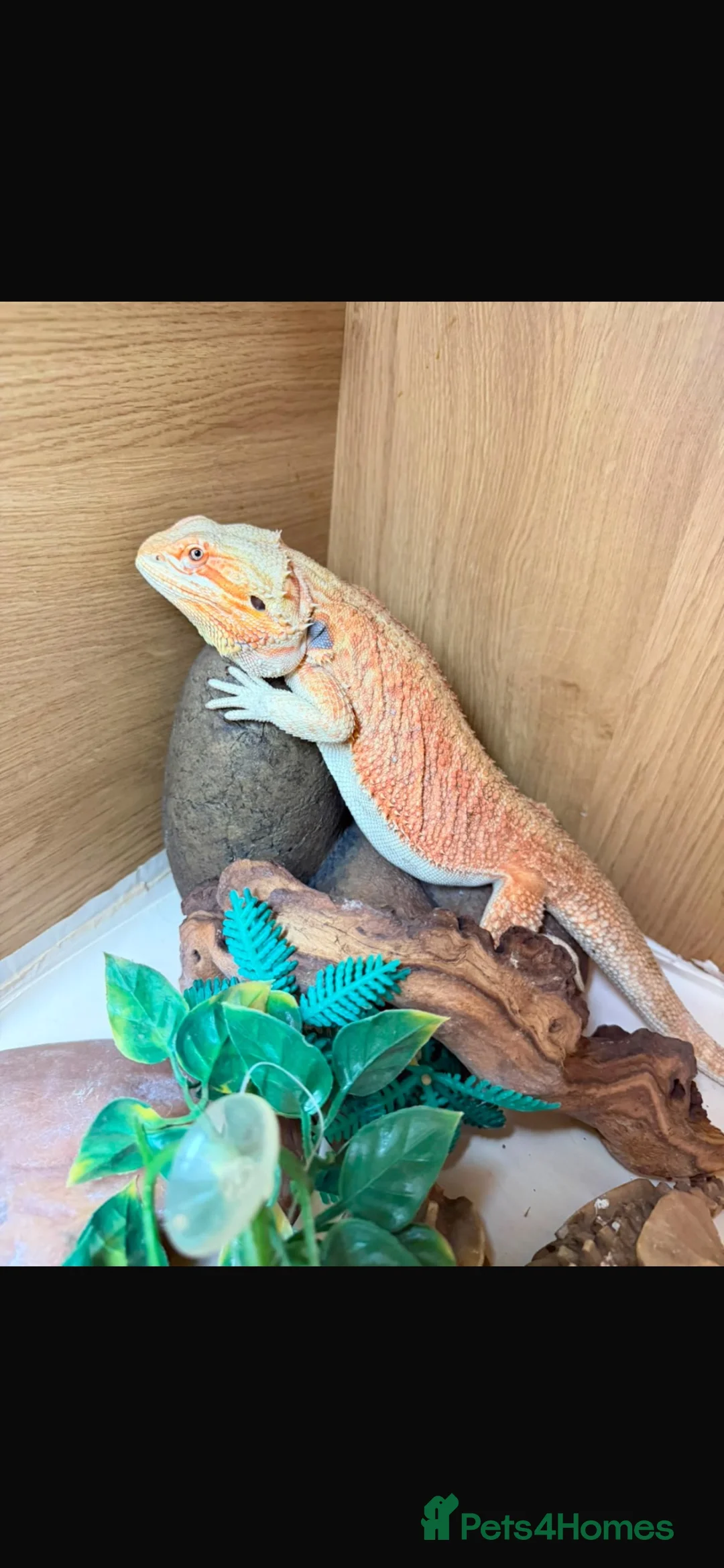 Bearded Dragon reptiles for sale: Bearded dragon and full vivarium set up in Cardiff - Advert 2