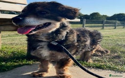Mixed Breed dogs for adoption: 🐾🐾💝 💝DOUGAL🐾🐾💝 💝 THE CONFIDENT HAPPY CHAP - Image 1