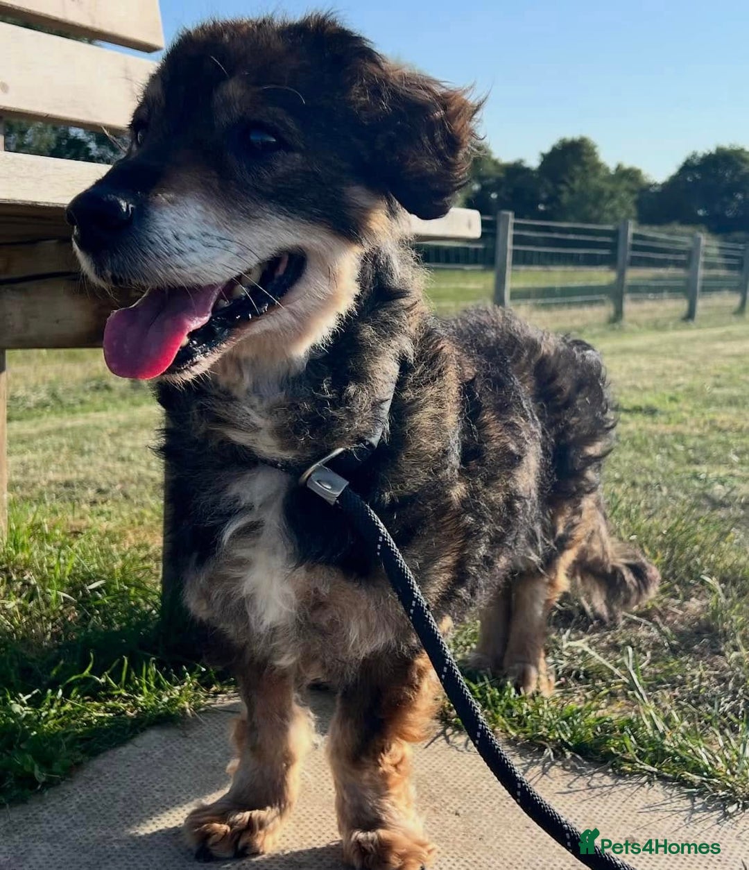Mixed Breed dogs for adoption: 🐾🐾💝 💝DOUGAL🐾🐾💝 💝 THE CONFIDENT HAPPY CHAP - Image 1