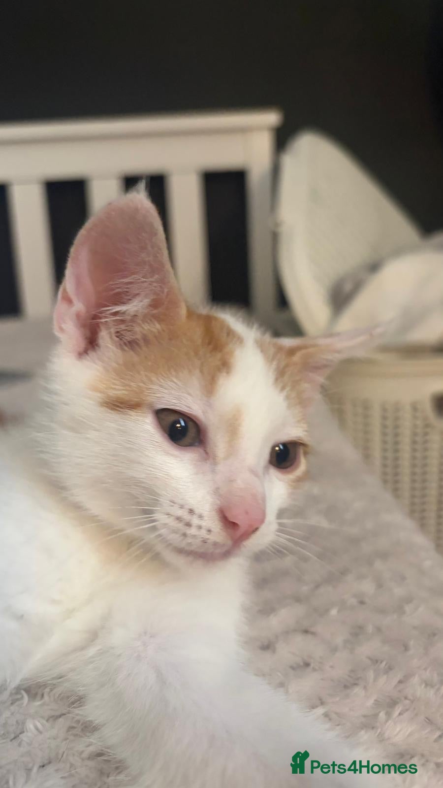 Mixed Breed cats 1 boy left  - Advert 10