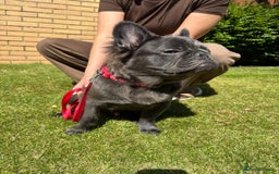 French Bulldog dogs for sale: REDUCED to £1000!!!Fluffy Frenchies in Edinburgh - Image 7