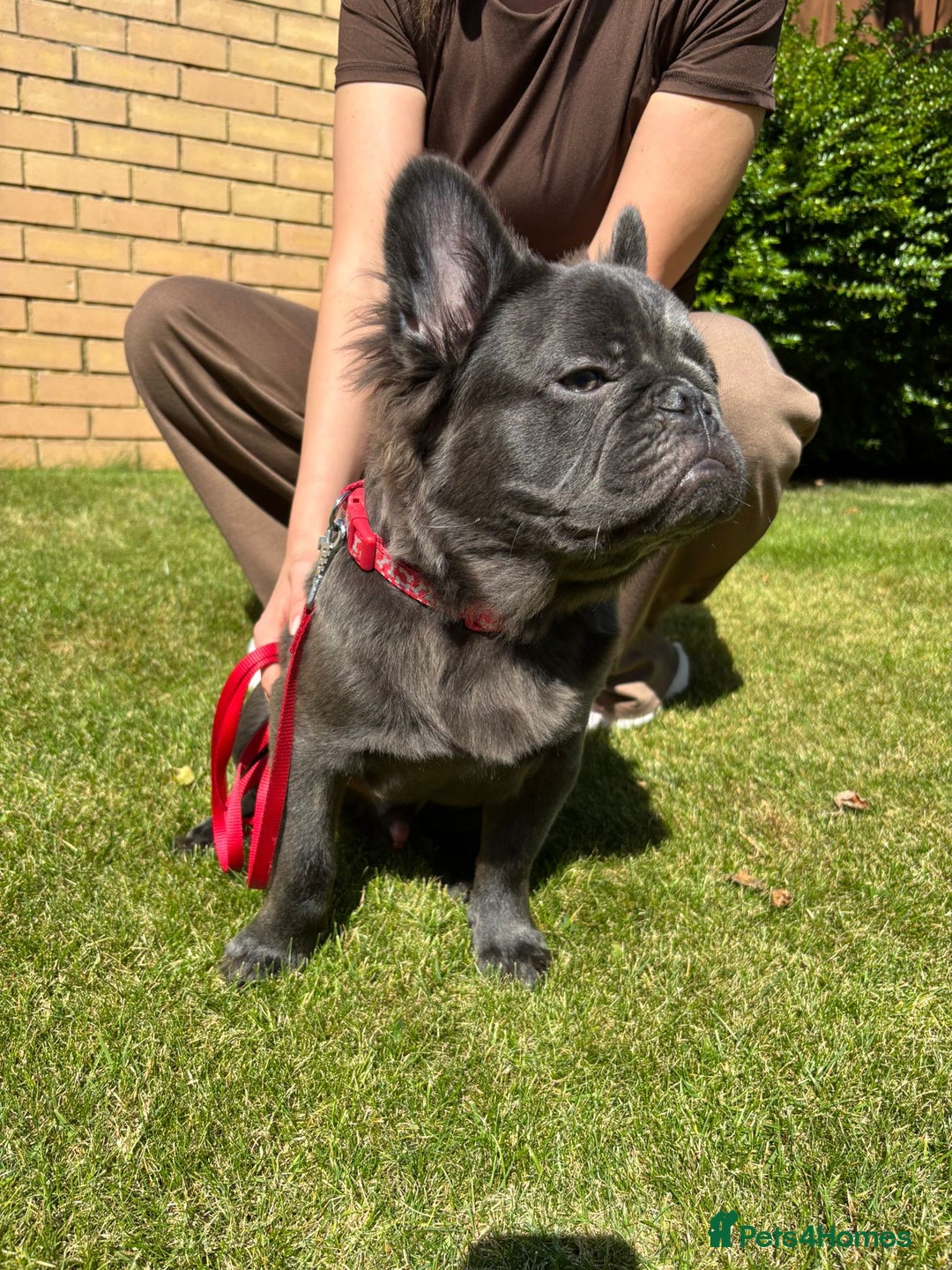 French Bulldog dogs for sale: REDUCED to £1000!!!Fluffy Frenchies in Edinburgh - Image 7