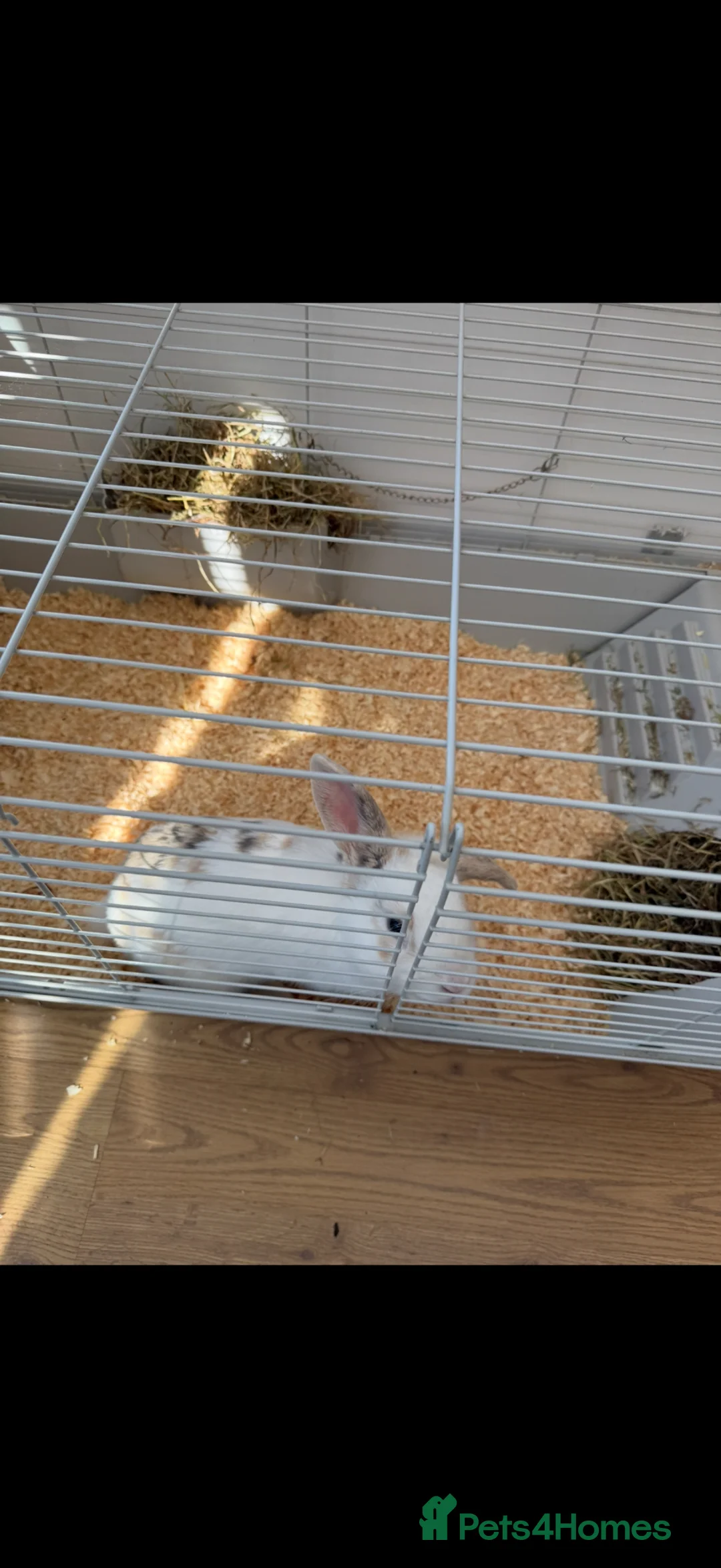 English Lop rabbits for sale: Rabbit for sale  in Uttoxeter - Advert 2