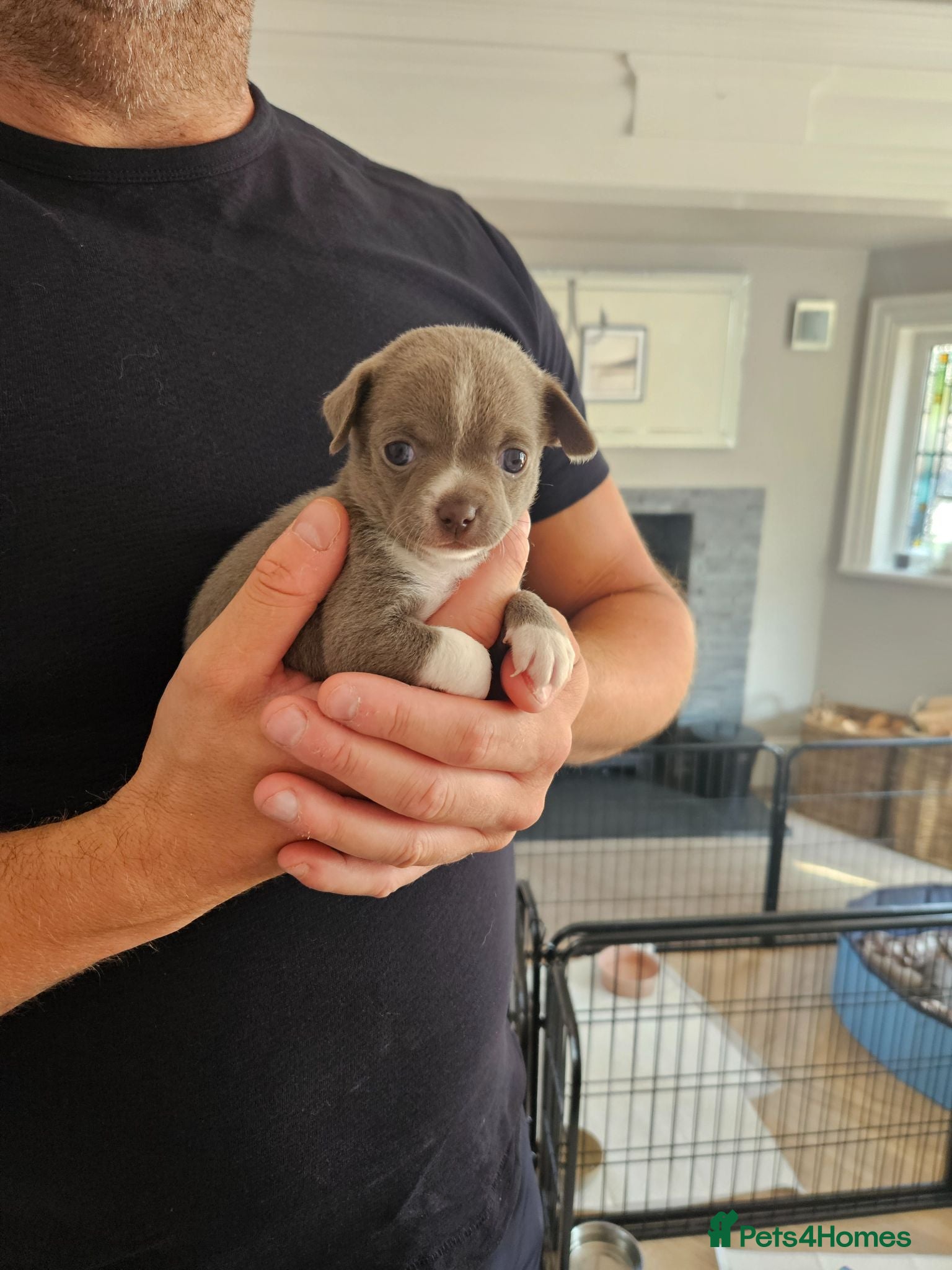 Chihuahua dogs Five Smoothcoat Chihuahua puppies for sale - Advert 2