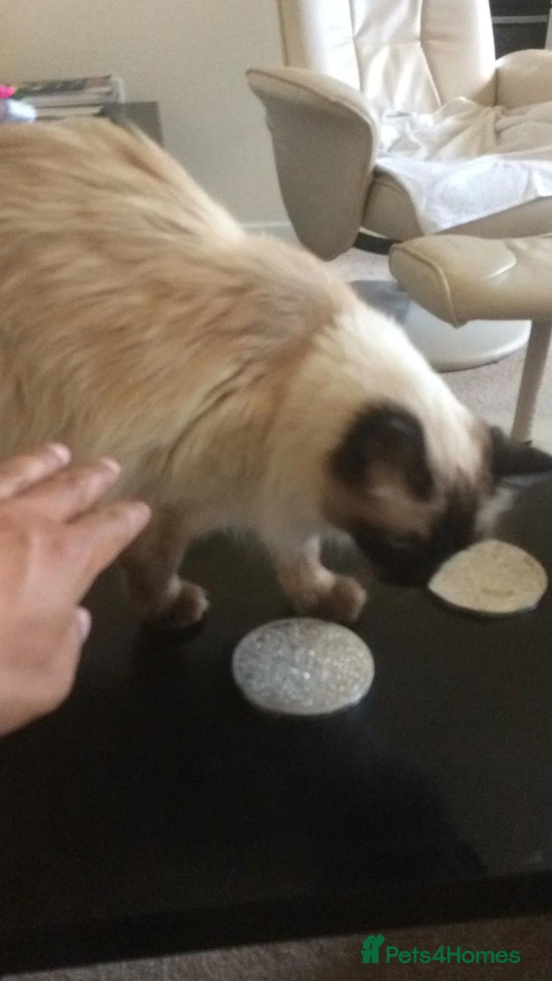 Ragdoll cats for sale: Loving indoor Kat six new Home in Epsom - Advert 5