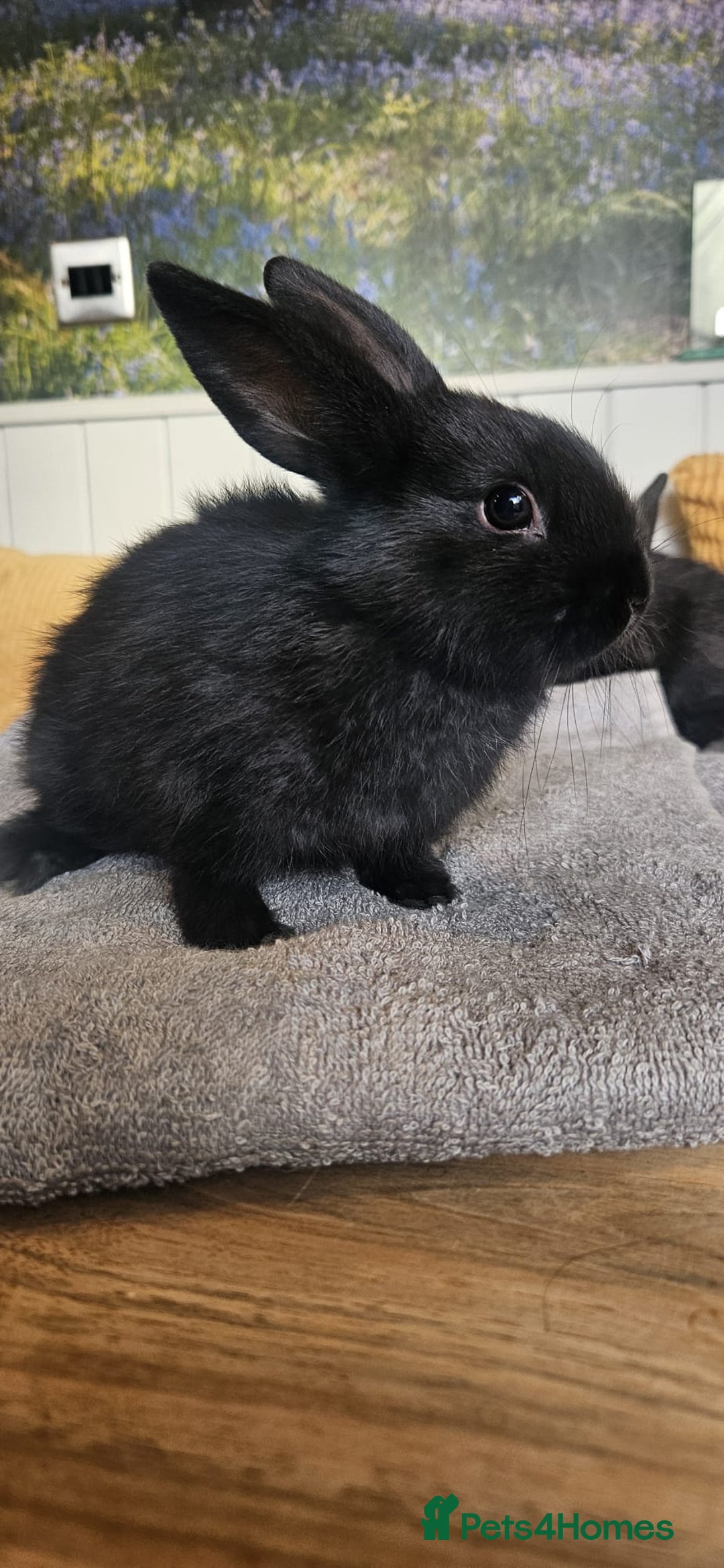 Mixed Breed rabbits for sale: Baby bunnies for sale - Image 6