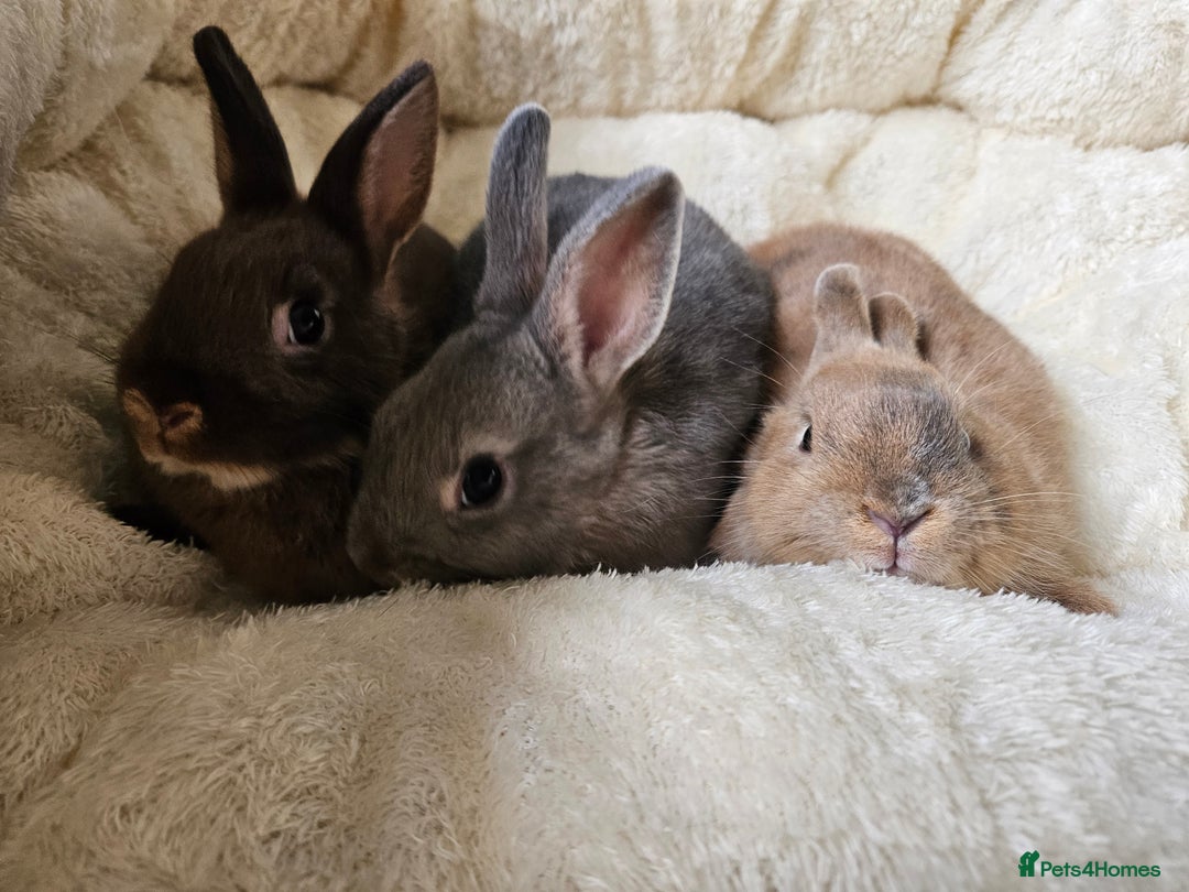 Netherland Dwarf rabbits for sale: Netherland Dwarf boy bunnies  - Image 5