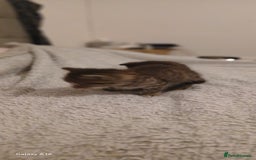 Mixed Breed cats for sale: Tabby kittens - Image 9