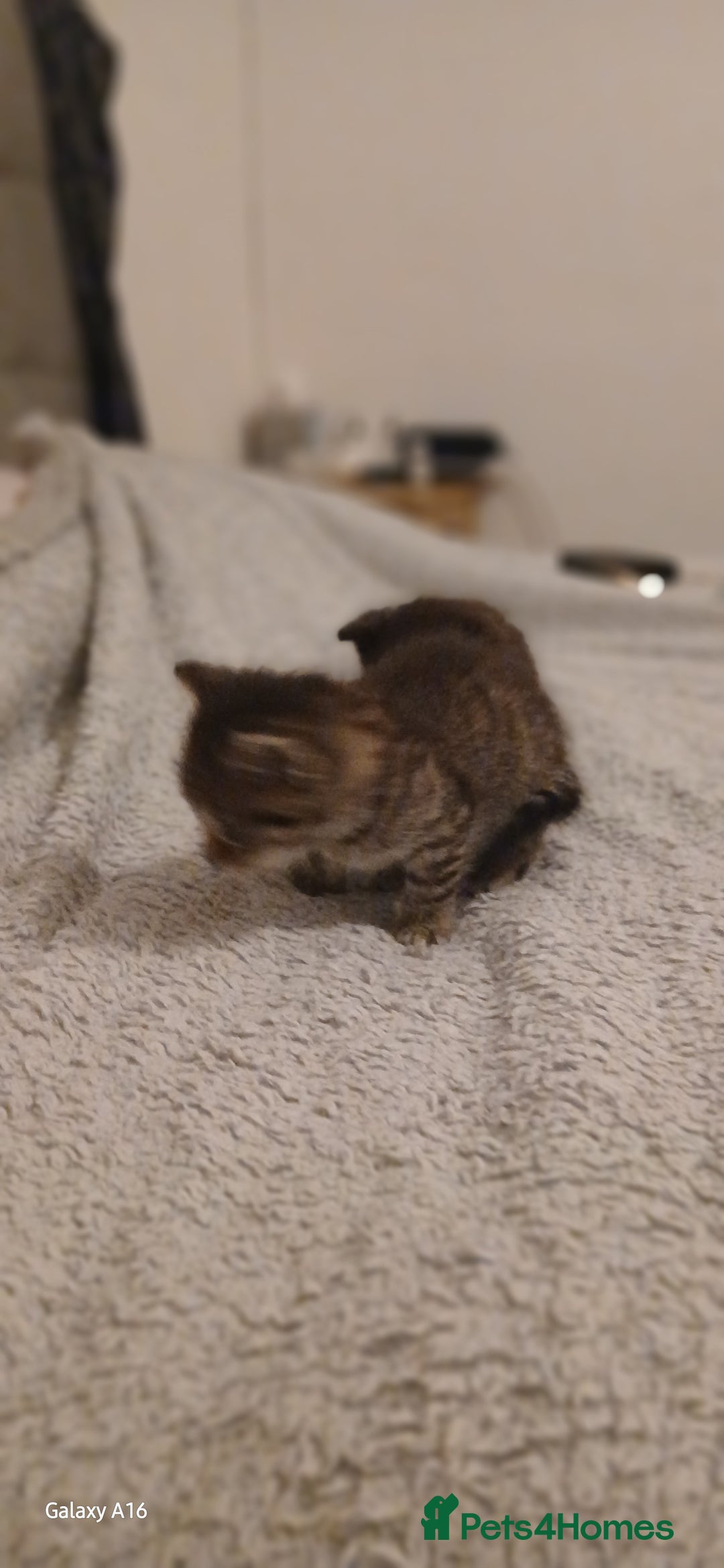 Mixed Breed cats for sale: Tabby kittens - Image 9