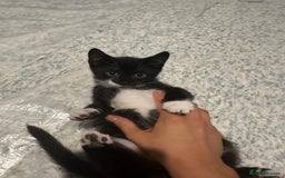 Mixed Breed cats for sale: 2 Kittens - Image 11