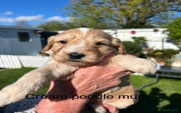 Cocker Spaniel dogs for stud: KC Reg Show Cocker Spaniel- Extensively DNA tested in Warrington - Image 24