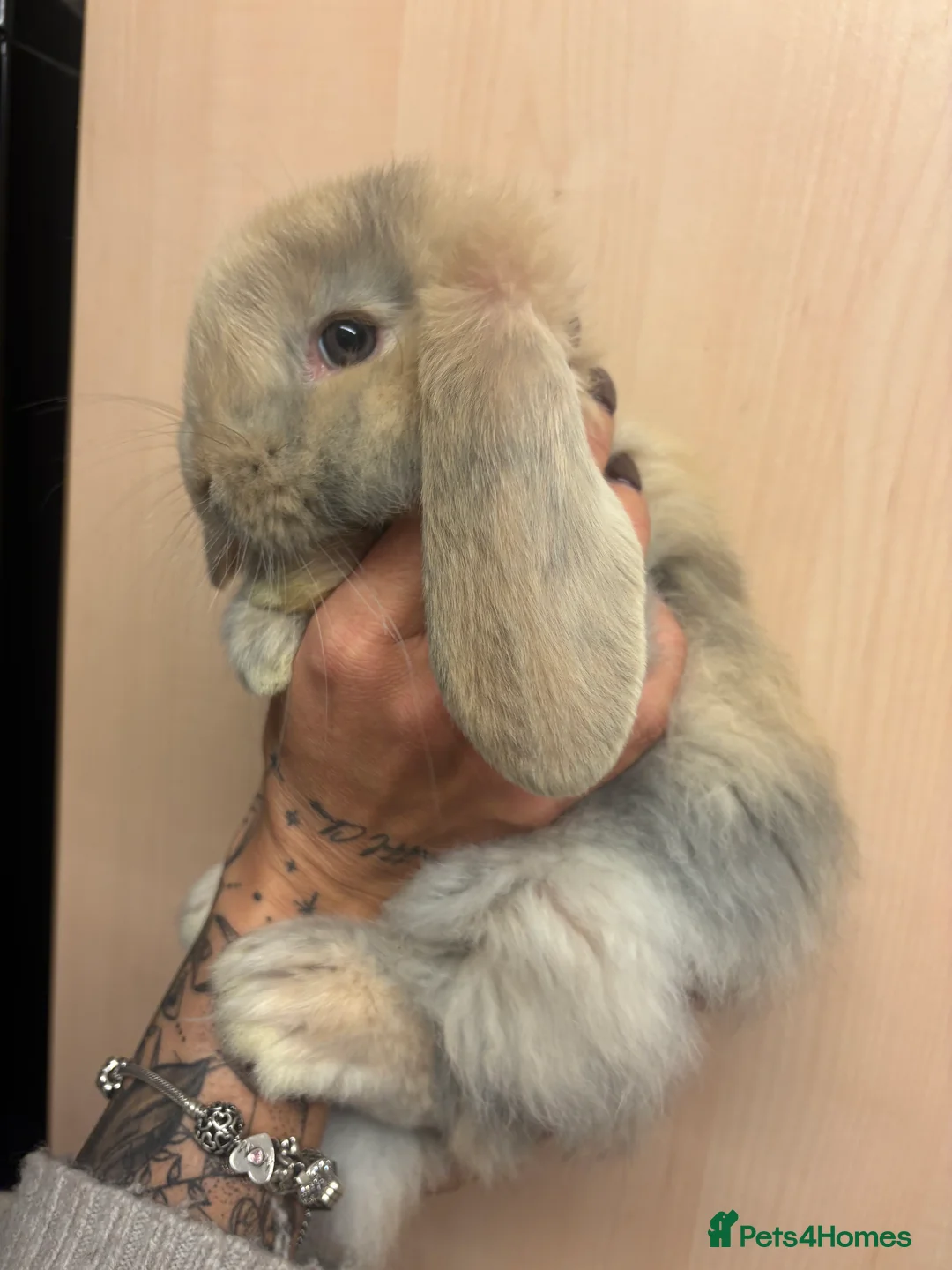 French Lop rabbits for sale: French lop babies - Advert 4