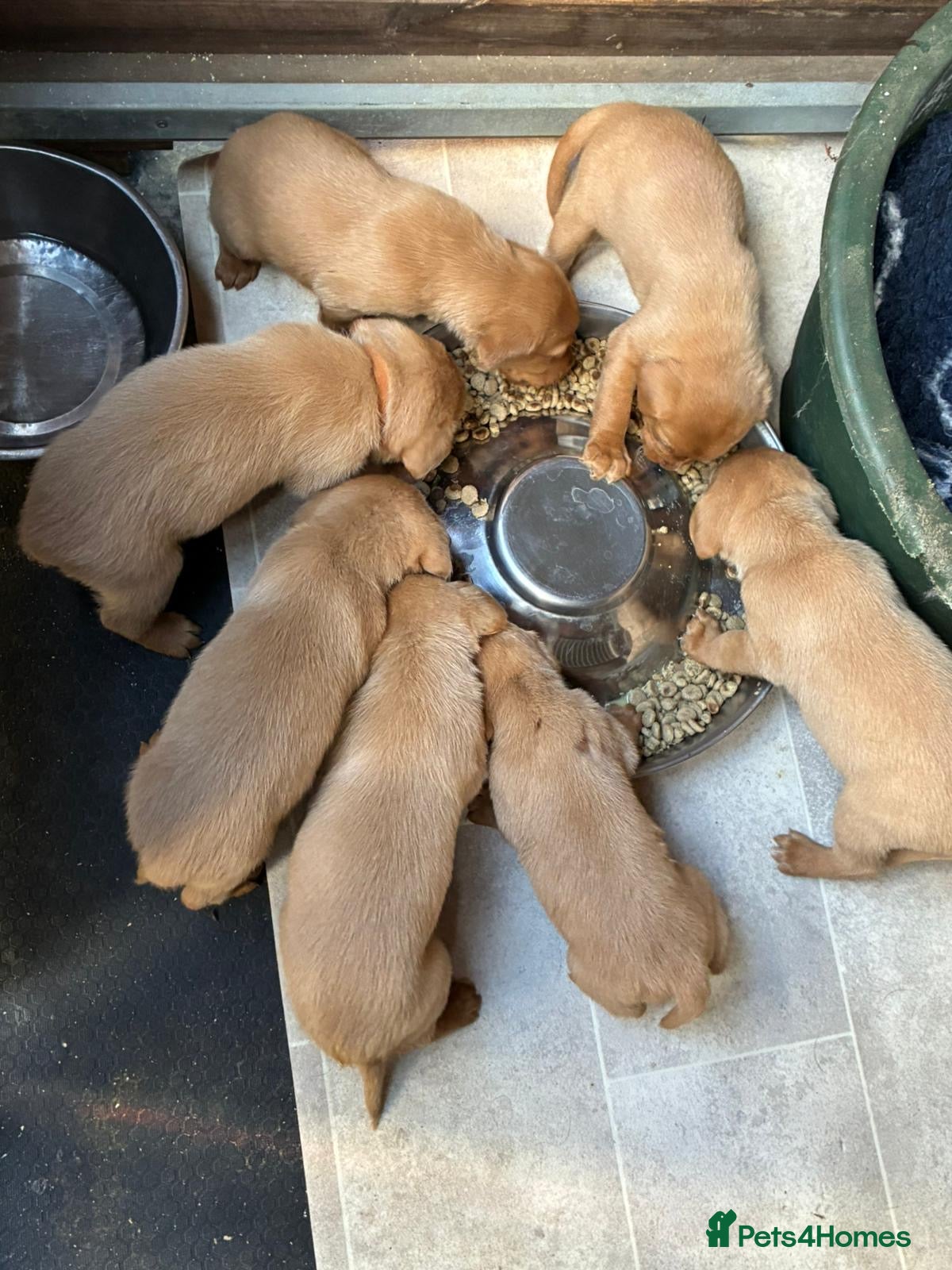 Labrador Retriever dogs beautiful kc registered fox red Labrador puppies  - Advert 2