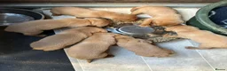 Labrador Retriever dogs for sale: beautiful kc registered fox red Labrador puppies  - Advert 16