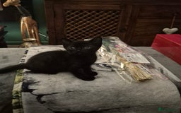 Mixed Breed cats for sale: Young cats - Image 4