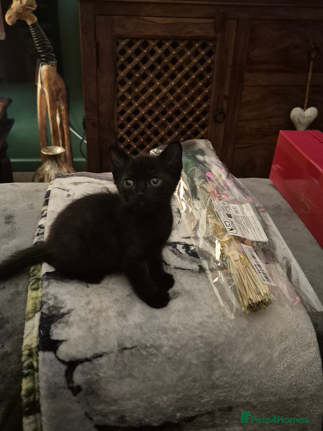 Mixed Breed cats for sale: Young cats - Image 4