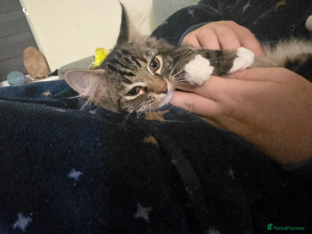 Mixed Breed cats for sale: 2 adorable kittens for sale £50 ONO - Advert 20