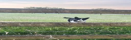 Border Collie dogs for sale: 5 beautiful, playful bordercollie puppies - Advert 3