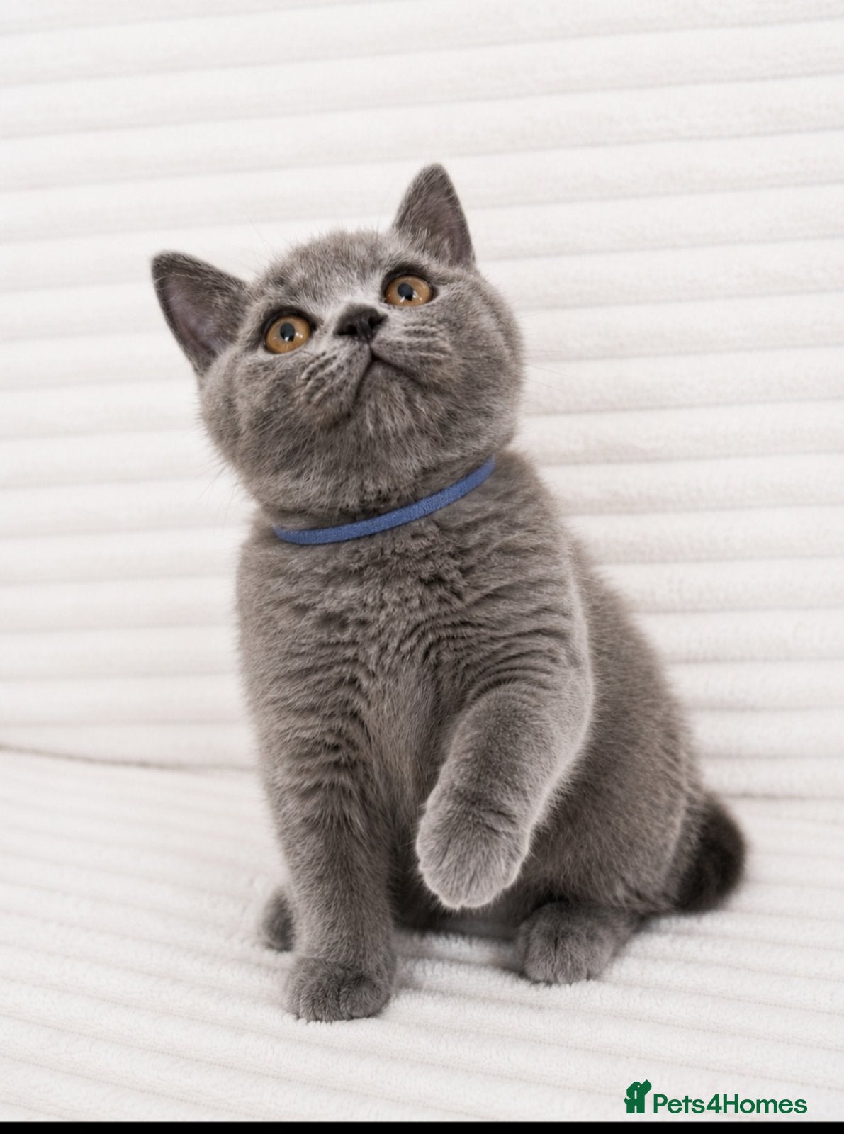 British Shorthair cats Our Little British Treasures  - Advert 2