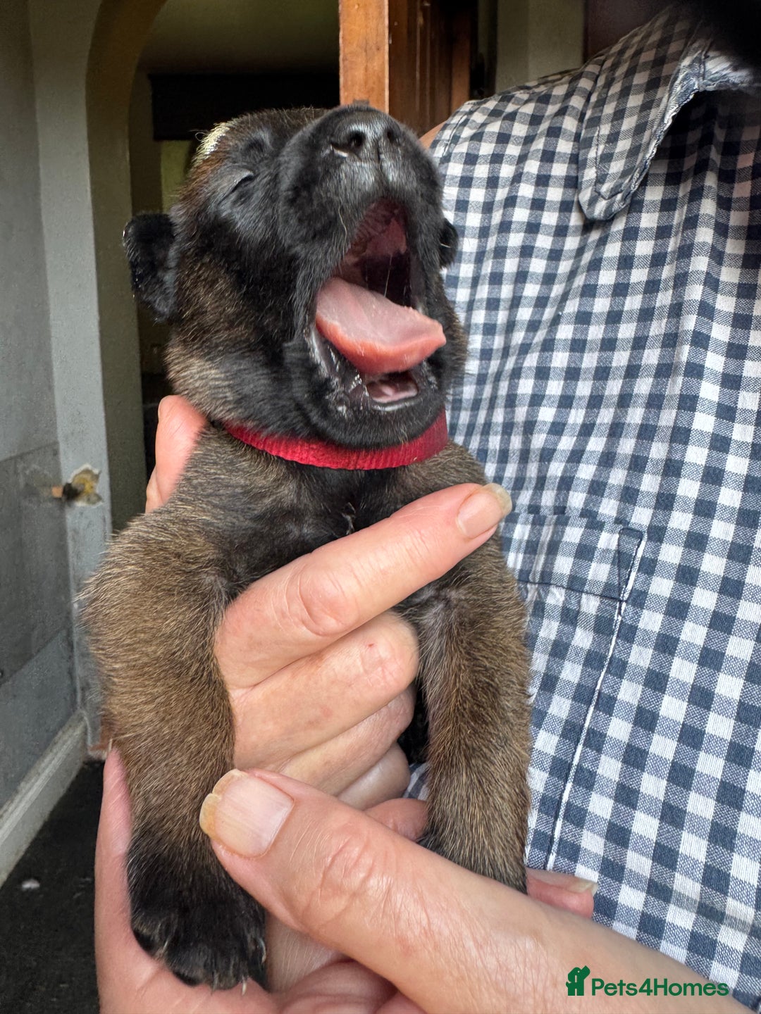 Belgian Shepherd Dog dogs for sale: Belgian Malinois puppies KC registered in Hartlepool - Image 13