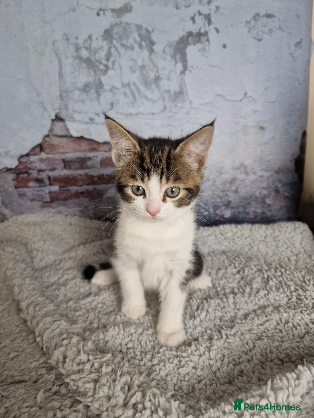 Mixed Breed cats for sale: Lovely kittens from a white odd-eyed mother. - Advert 3