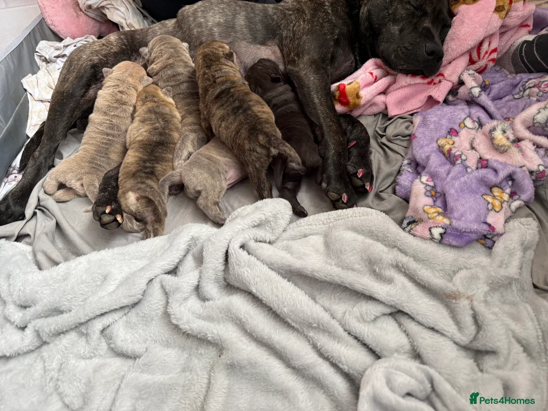 Mixed Breed dogs for sale: Shar pei X staff  in Morpeth - Advert 2