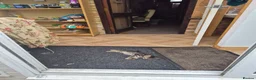 Mixed Breed cats for sale: Lots of lovely sociable kittens - Advert 6