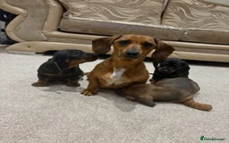 Miniature Dachshund dogs for sale: STUNNING MINIATURE DACHSHUND PUPPIES - Image 3