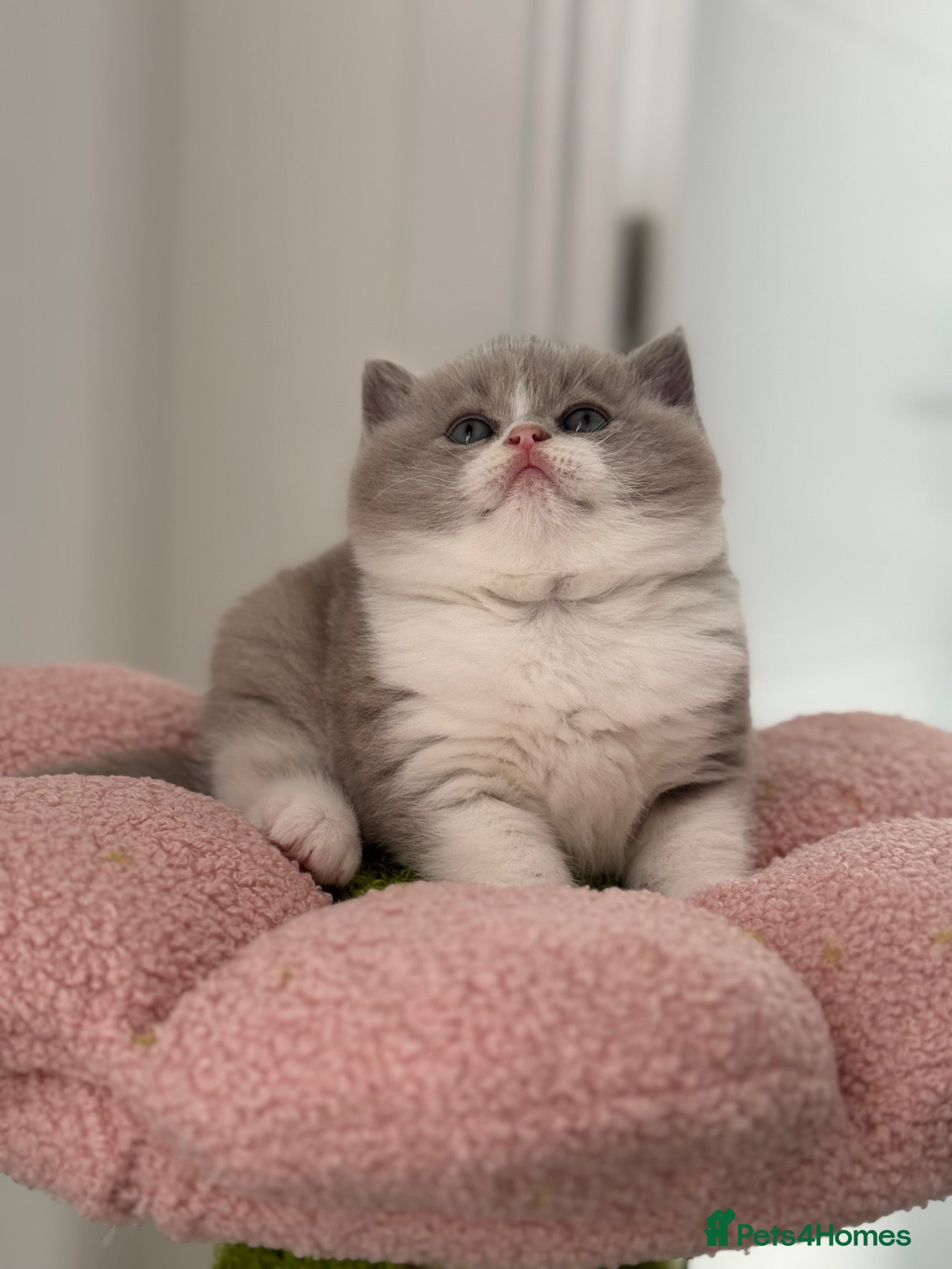 British Shorthair cats Just one left TICA reg bi colour boy ready Decem - Advert 18