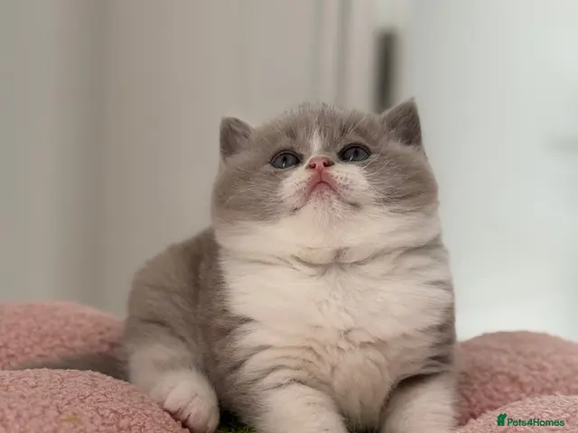 British Shorthair cats Just one left TICA reg bi colour boy ready Decem - Advert 18