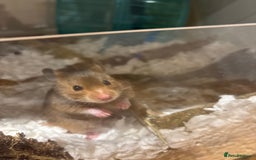 Hamster rodents for sale: Beautiful, friendly Syrian hamster for rehoming - Image 1