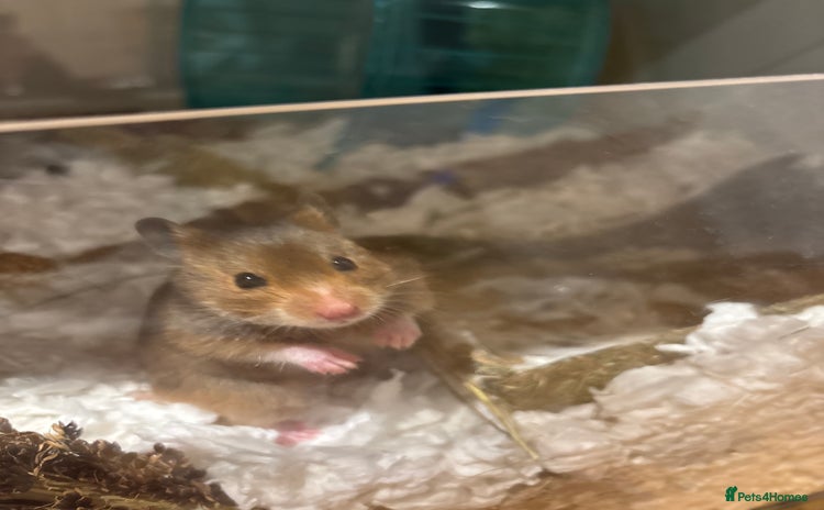 Hamster rodents - Advert 6