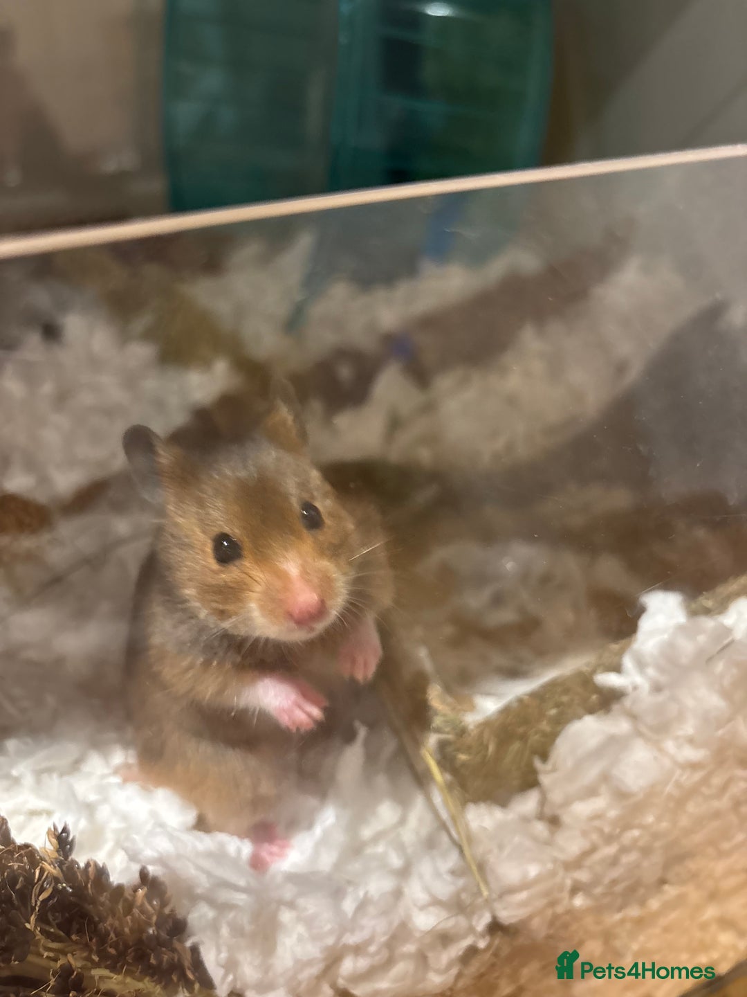 Hamster rodents for sale: Beautiful, friendly Syrian hamster for rehoming - Image 1