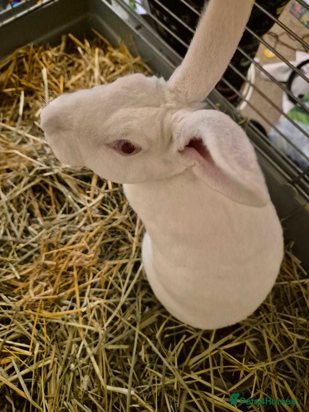 Rex rabbits for sale: Standard Rex Buck - REW. - Image 11