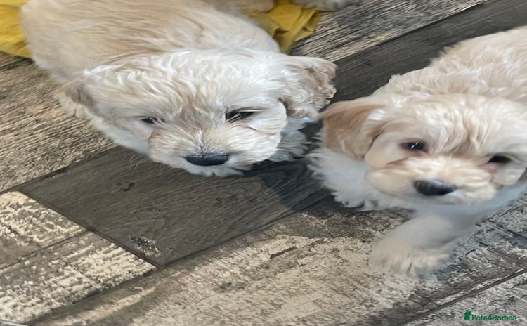 Cockapoo dogs - Advert 14