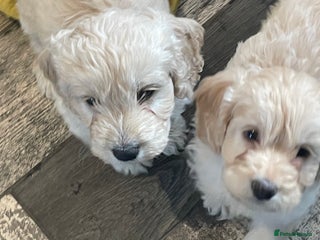 Cockapoo dogs - Advert 9